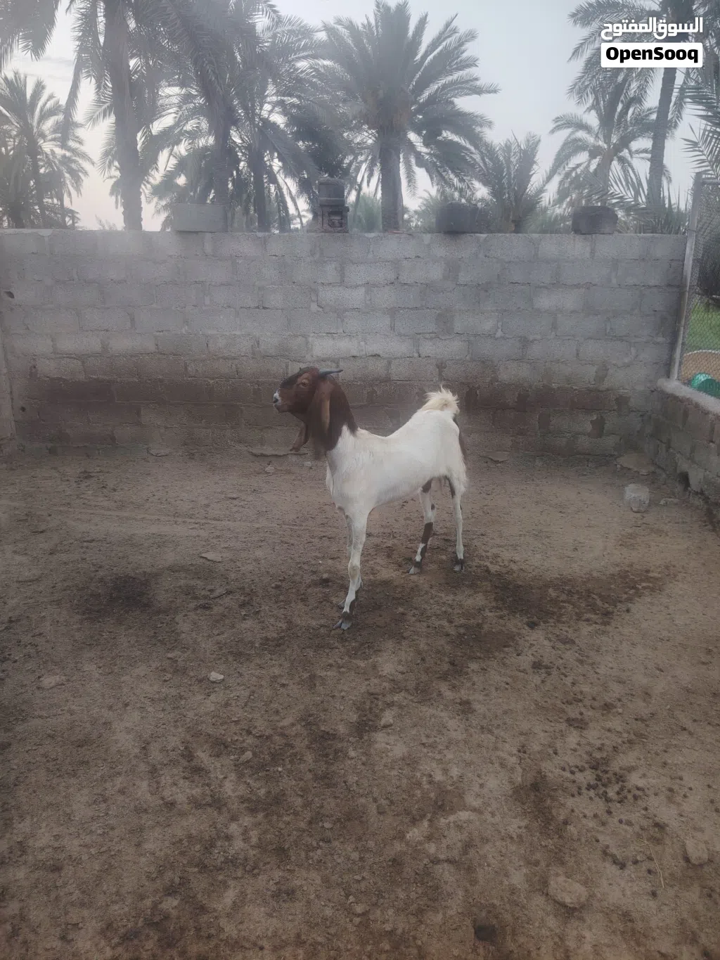 اسخله باكستانيه بكر