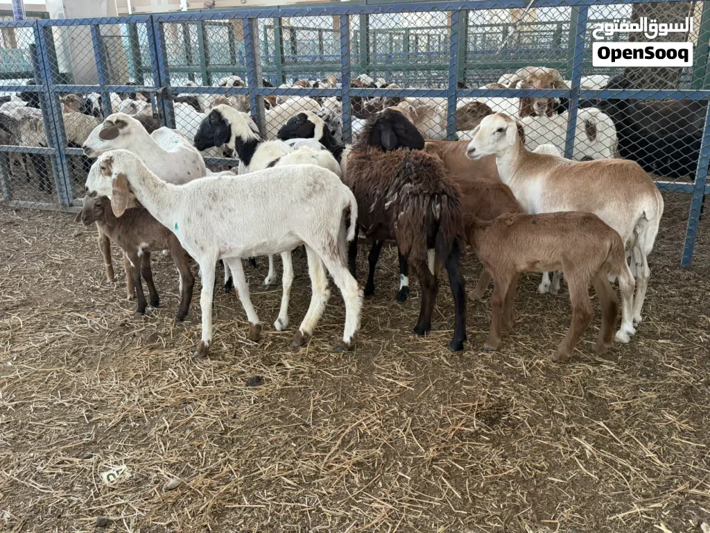 حلال تربيه مع صغاريه