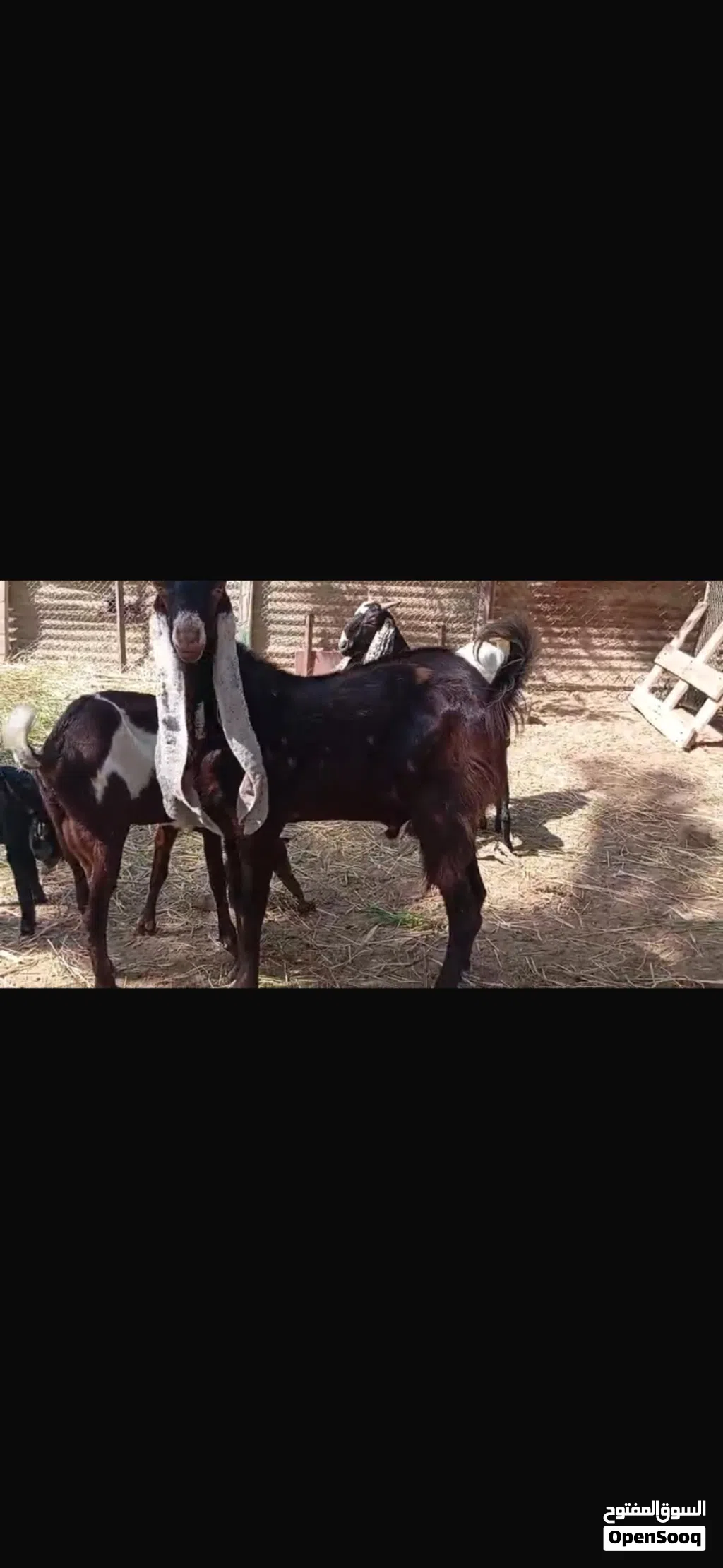 للبيع غنم باكستاني حجازي اصل حلال طيب