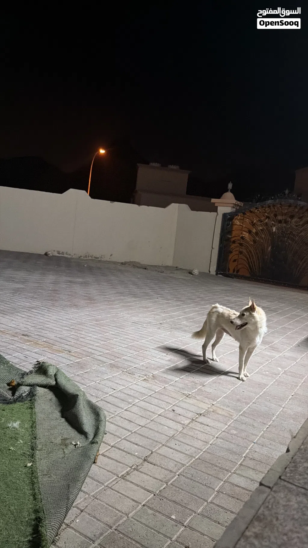 كلب هاسكي ام و اولادها