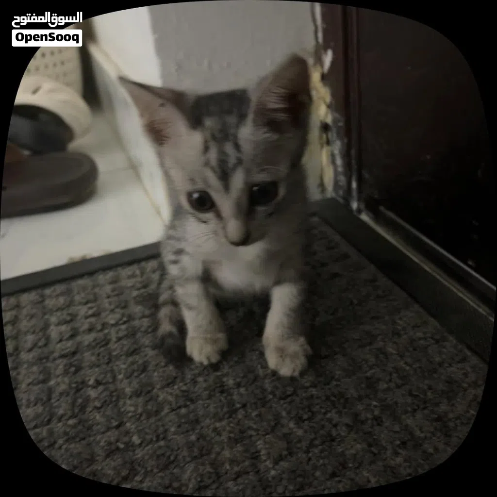 قط منزلي يبحث عن عائله جديده. Free nice cat