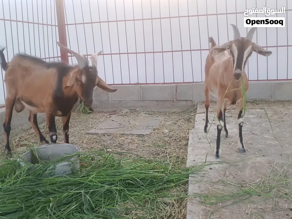 ماعز الالبين السويسري ماعز غزاره حليب