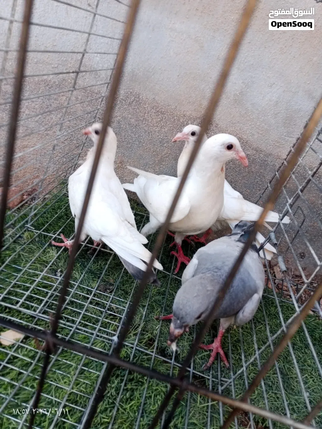 متاح 4 فراخ و طيره هزاز للبيع
