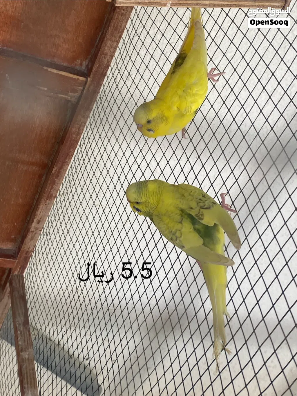 طيور للبيع نوع روز