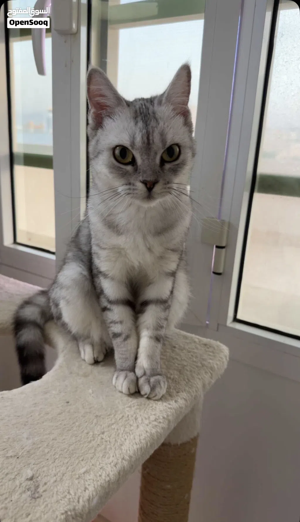 كتن للبيع cat for sale. الصحه ممتازه و تستخدم اللتربوكس