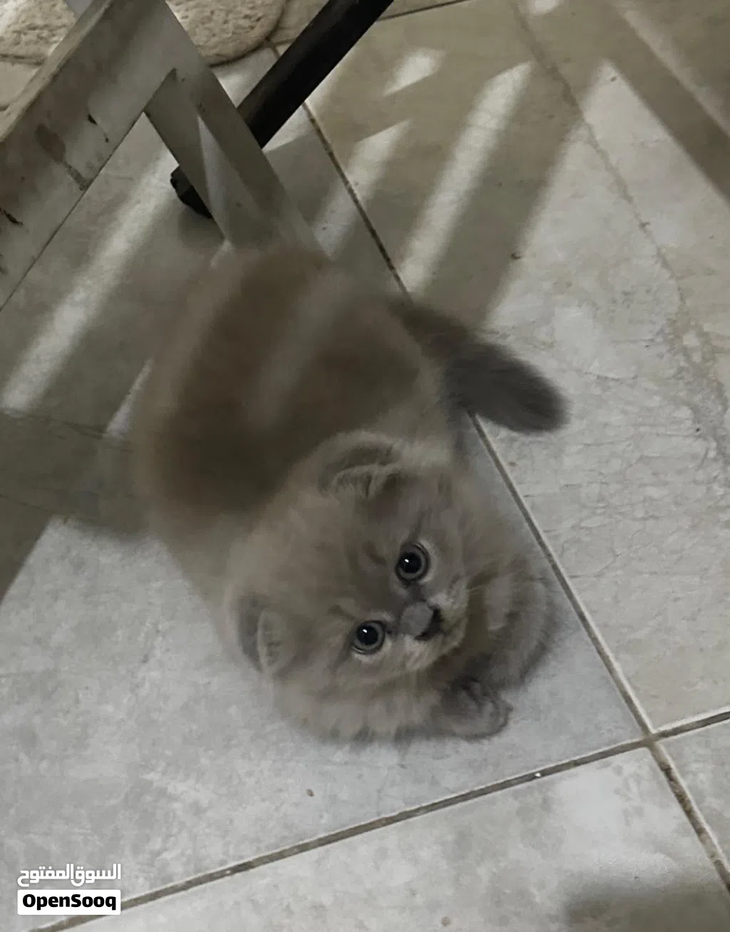 قطط سكوتش فولد وستريت