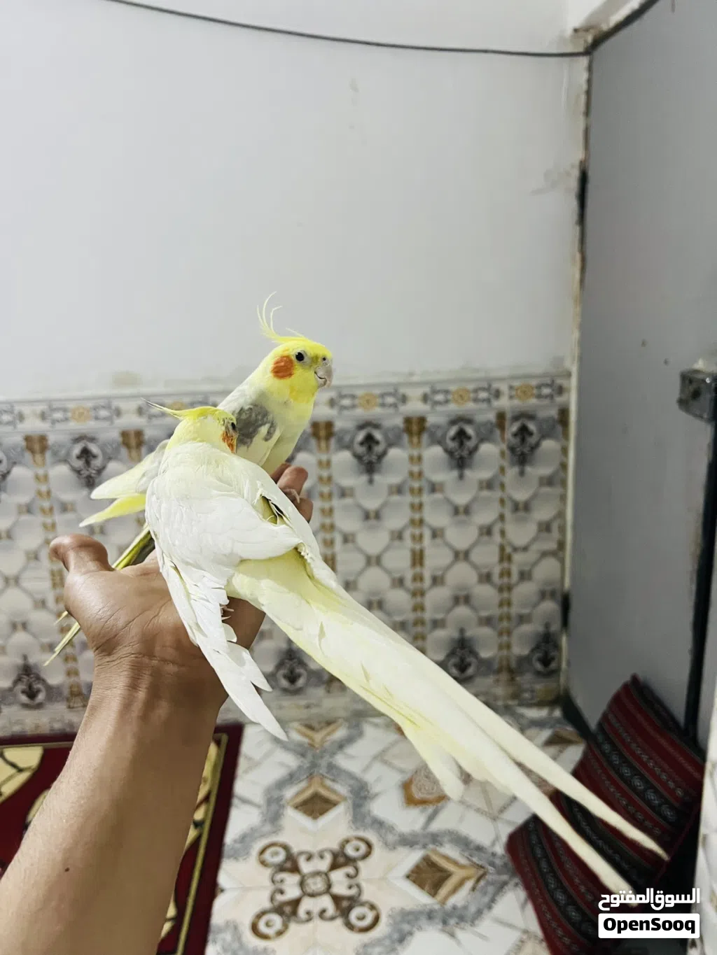 كوكتيلات مال بيت شوف لوصف