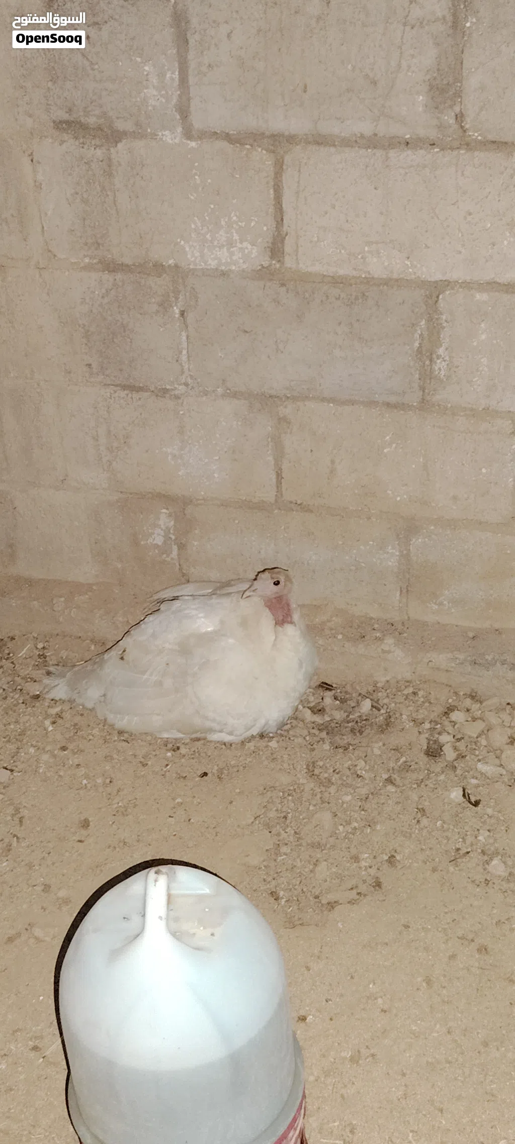 فرخه وراها ست صيصان