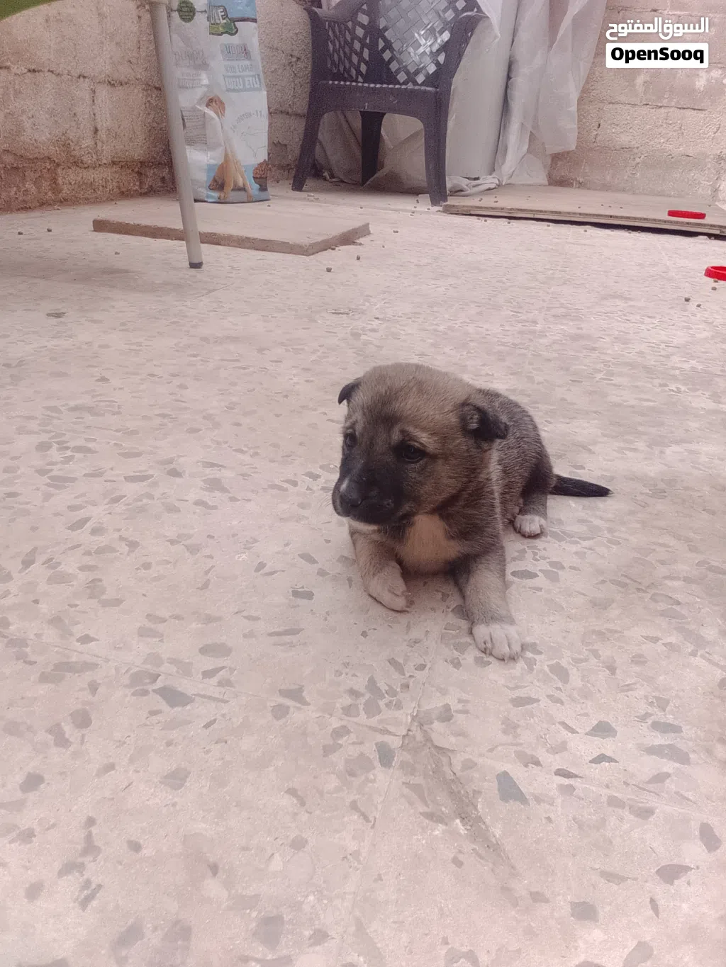 جرو جيرمن عمر خمسين يوم للبيع