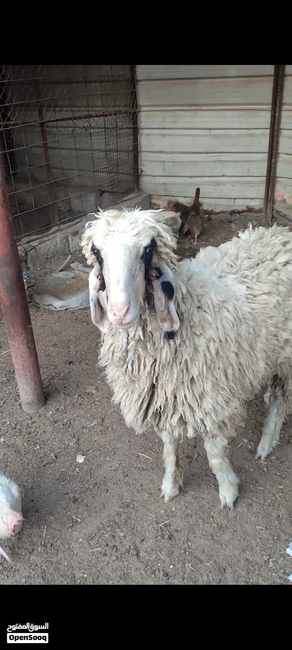 نعجه ورجينه خشنه كلش تنفع كصابة وتنفع جني