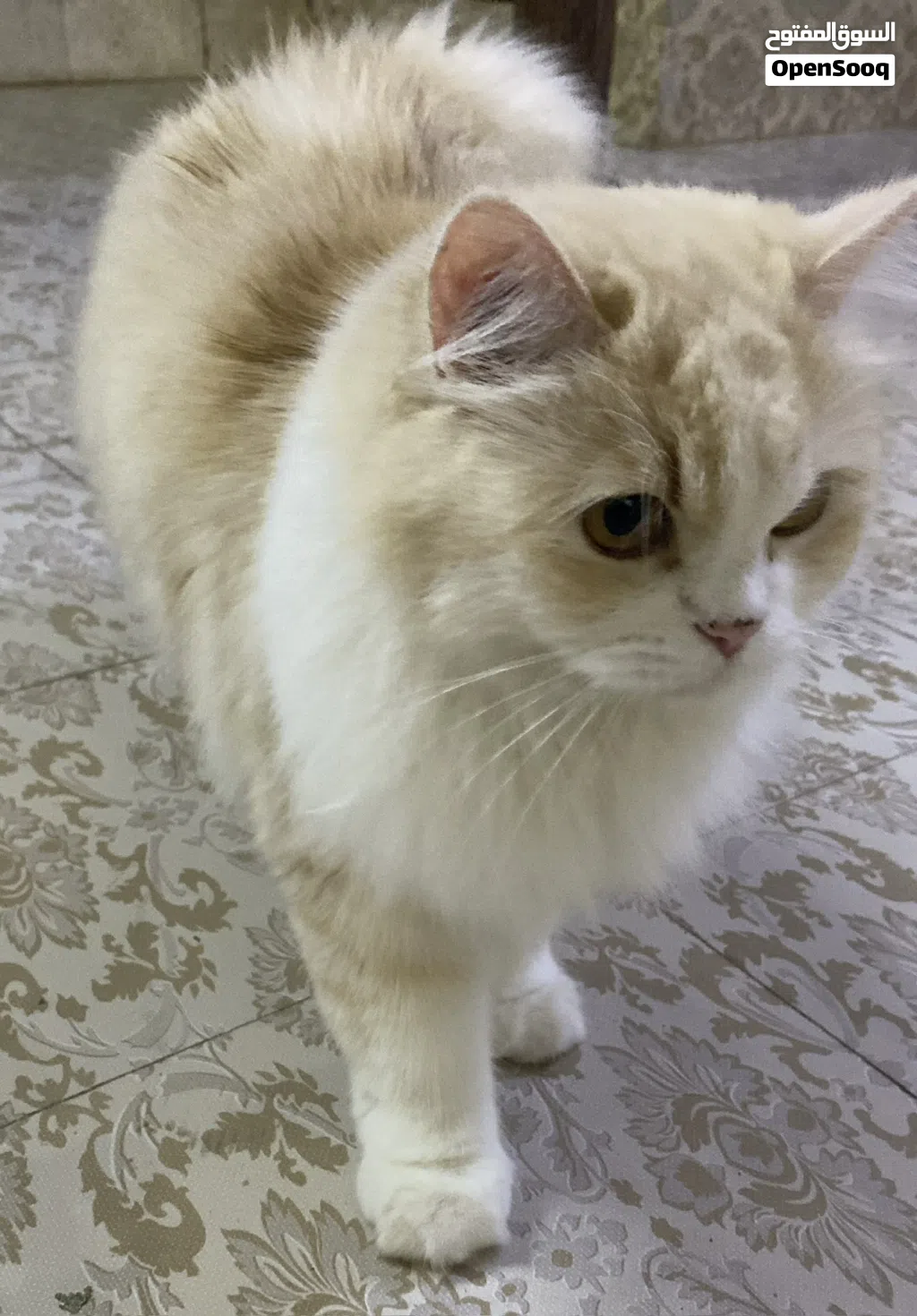 قططط شيرازي ب