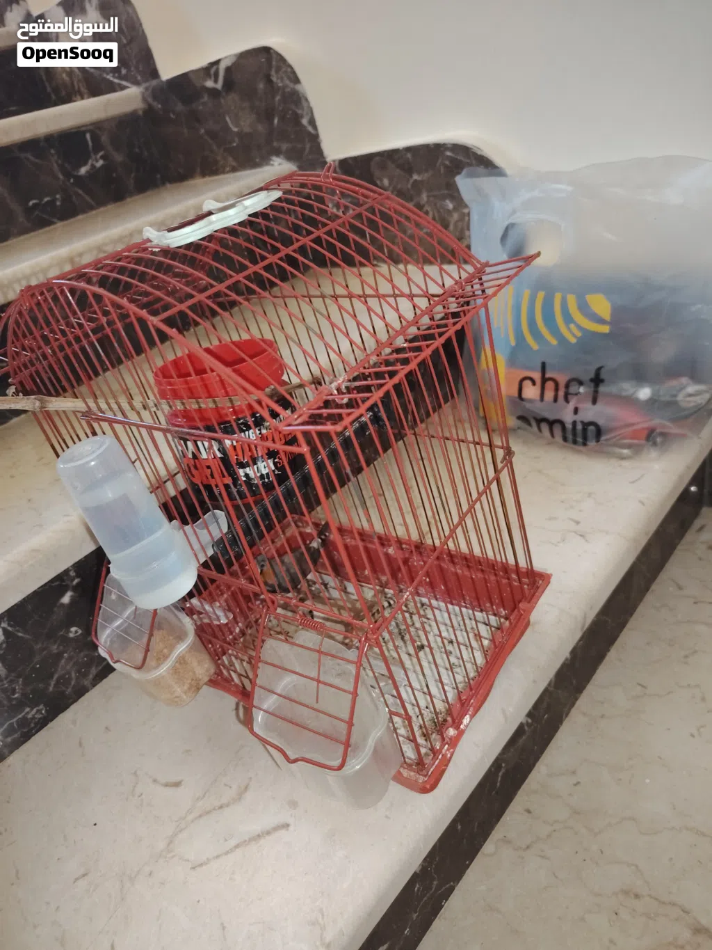 جوز زيبرا وأنثى فادجو
