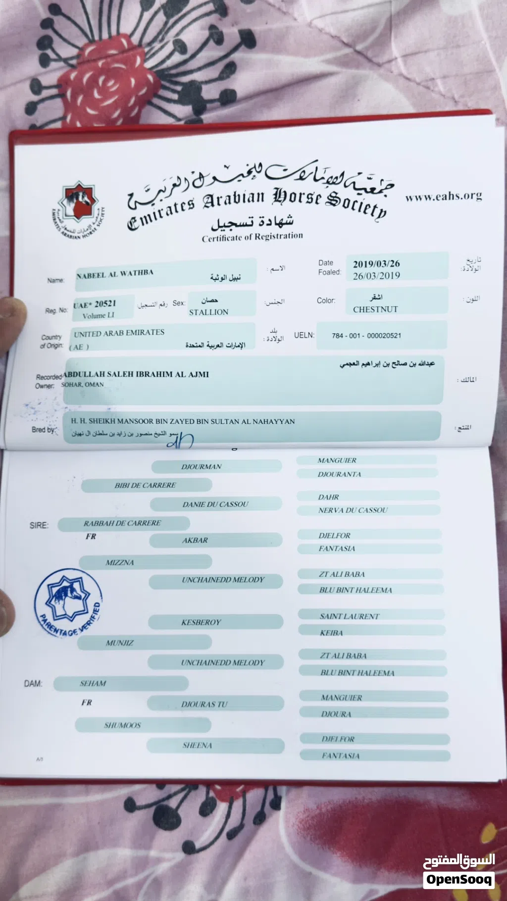 حصان عربي اصيل