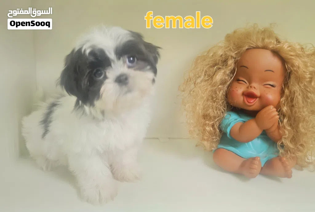 shihtzu peur شيتزو بيور