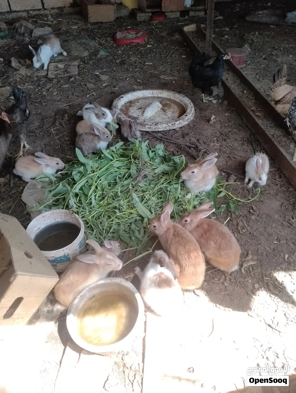 omani rabbits for sale