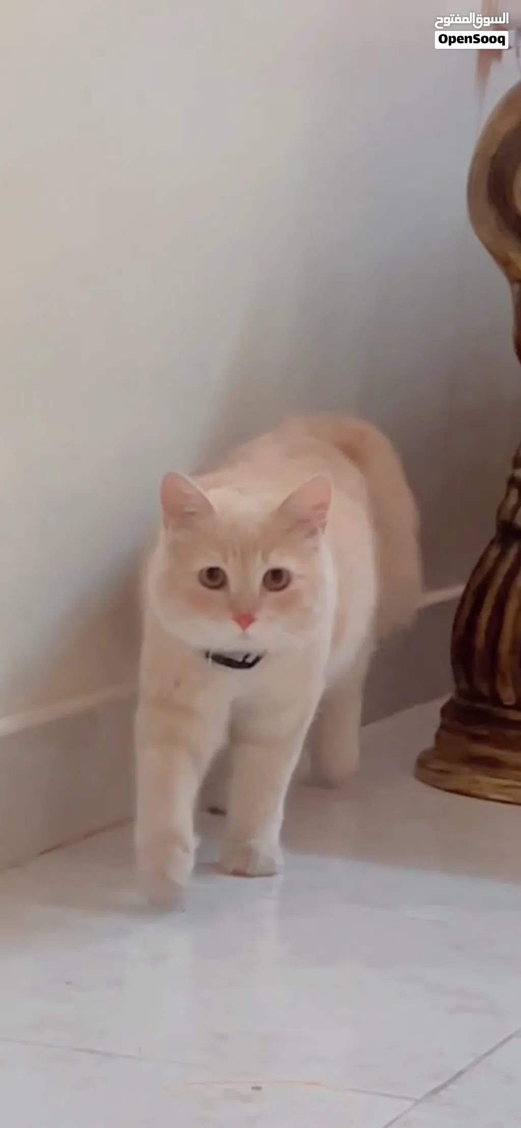 Persian Cat - Urgent Sale ( Travelling to India )