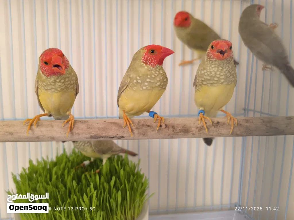ستار فنش star finch