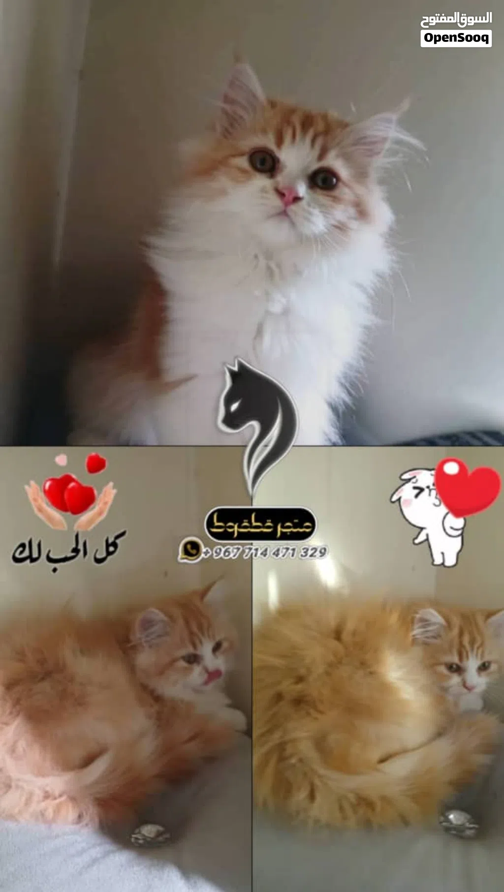شيرازي مهجن مع هملايا