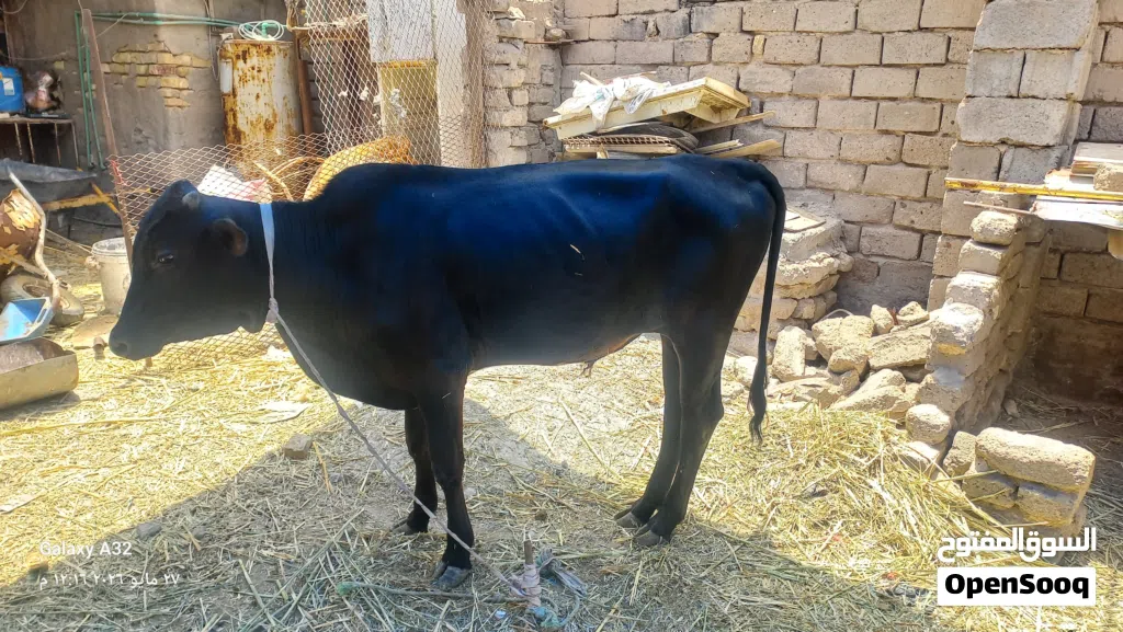 عجوله البيع