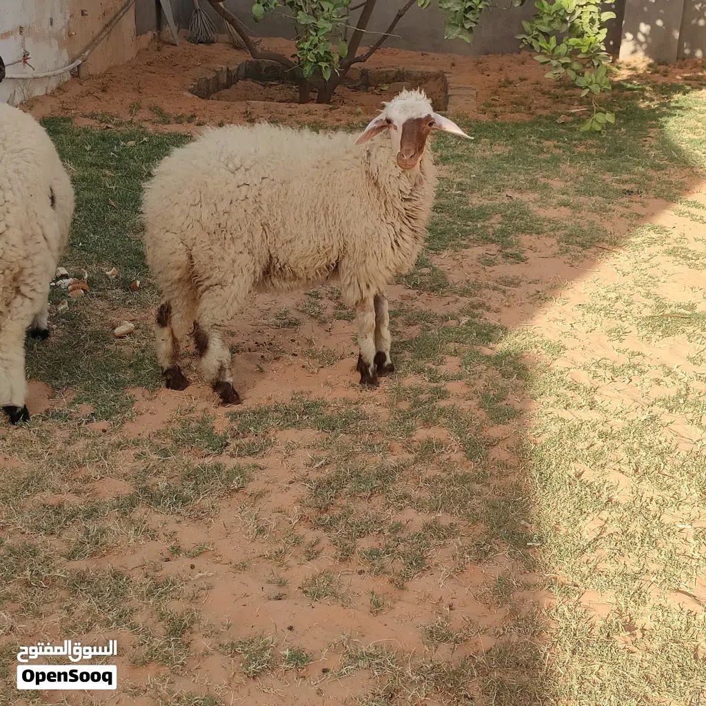 افطيمة ربي يبارك عمره قريب 5 شهور سعر البيع 1200 وساهل