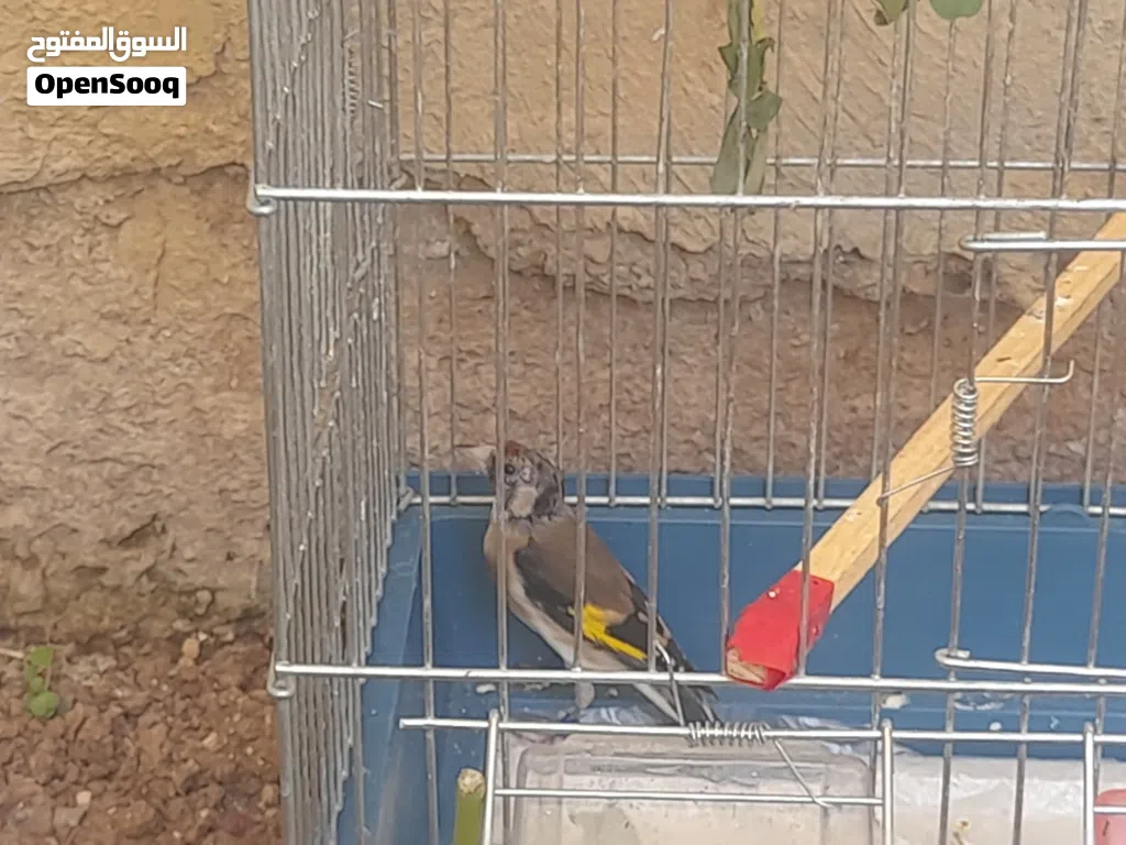 دكر حسون مع دكر كنار للبيع