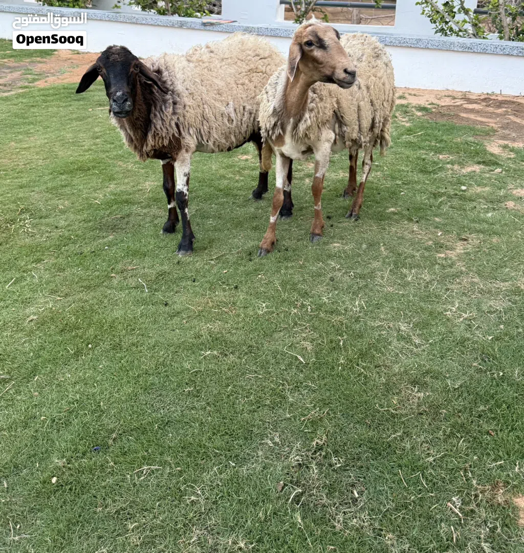 نعجتين عشار للبيع