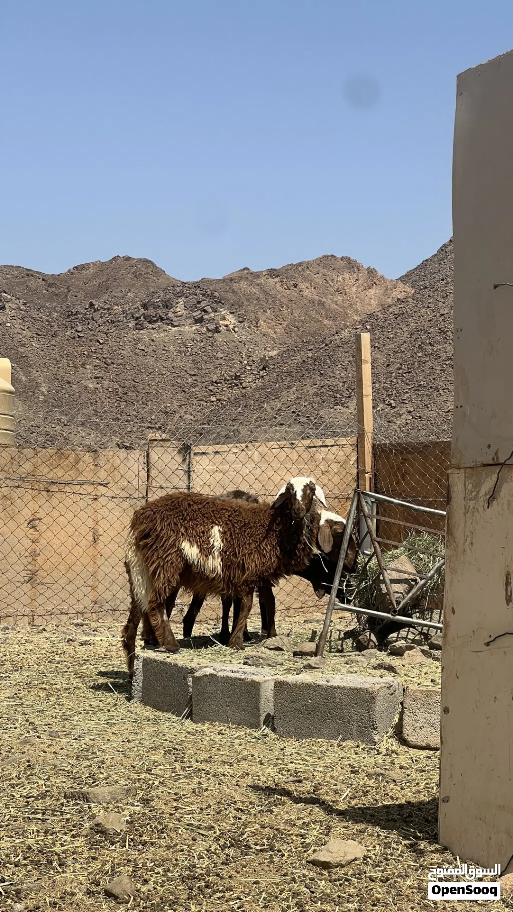 حمله عمانية للبيع