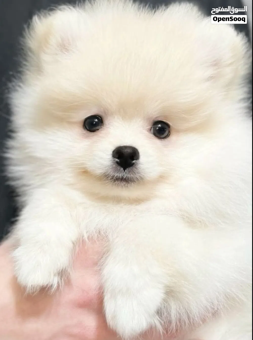 Pomeranian puppies for sale. female