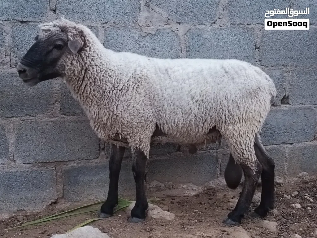 كبش افريقي
