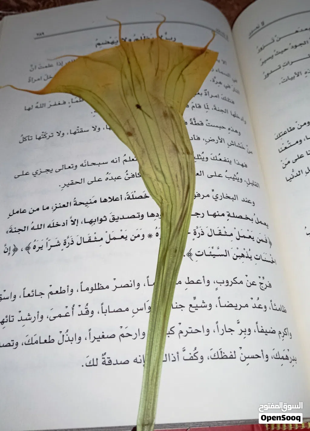 زهور وأوراق شجر طبيعية محنطة يدوياً - تحف فنية فريدة