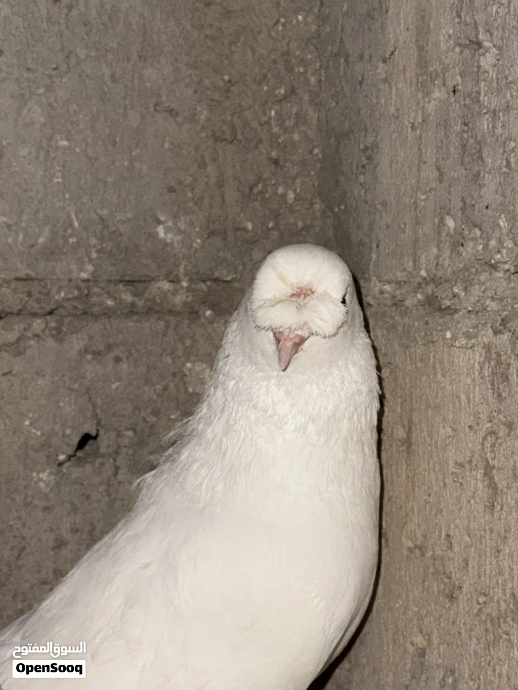 جوز مكاويات