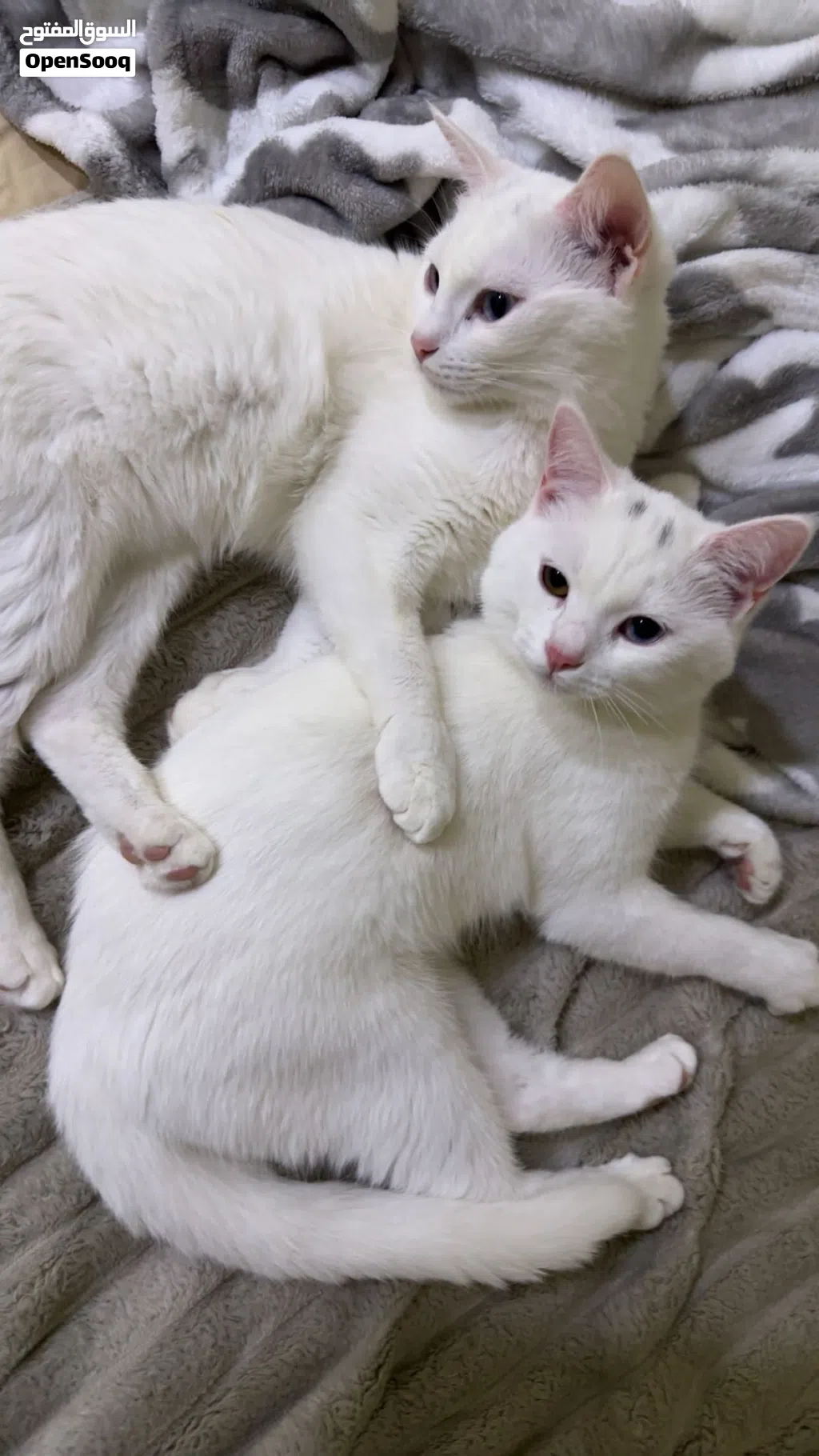 Cats for adoption