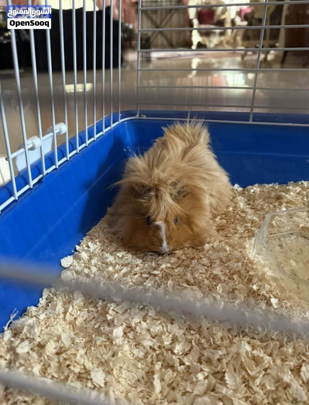 غيني بق Pig Quinea