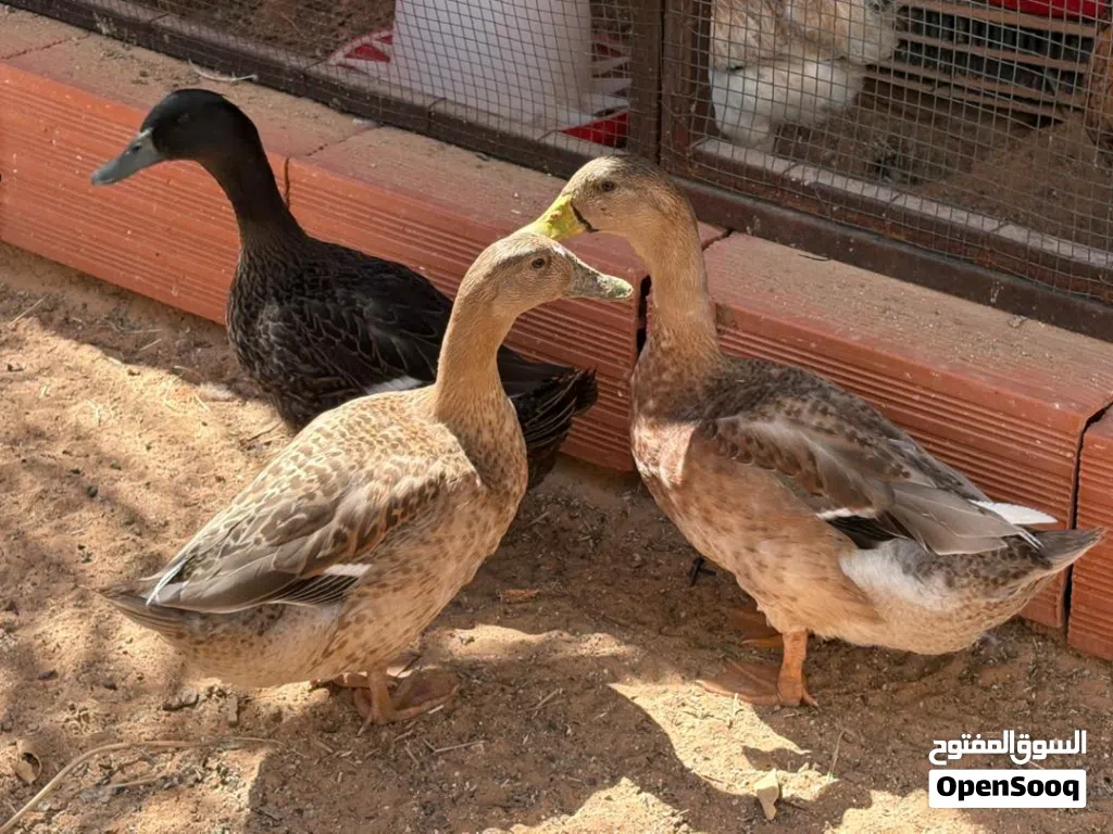 بط زينة للبيع