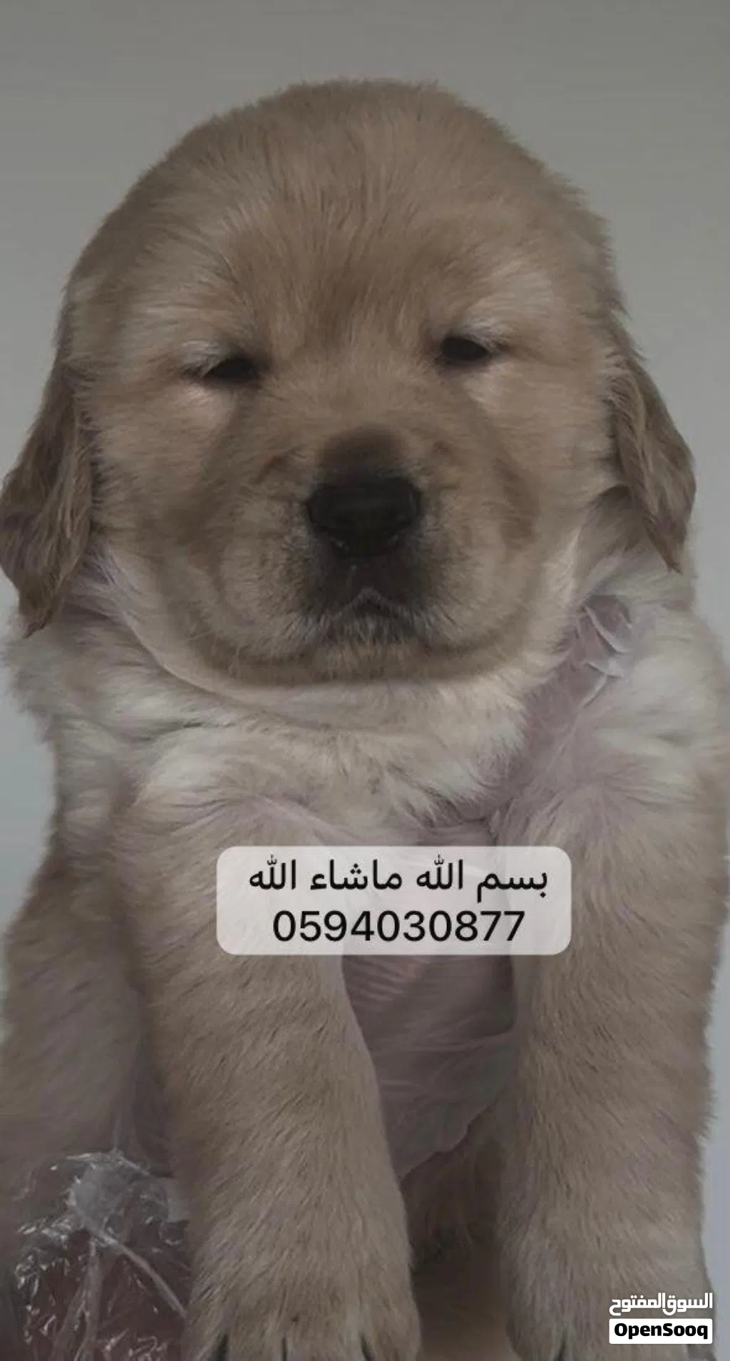 جولدن ريتريفر Golden retriever