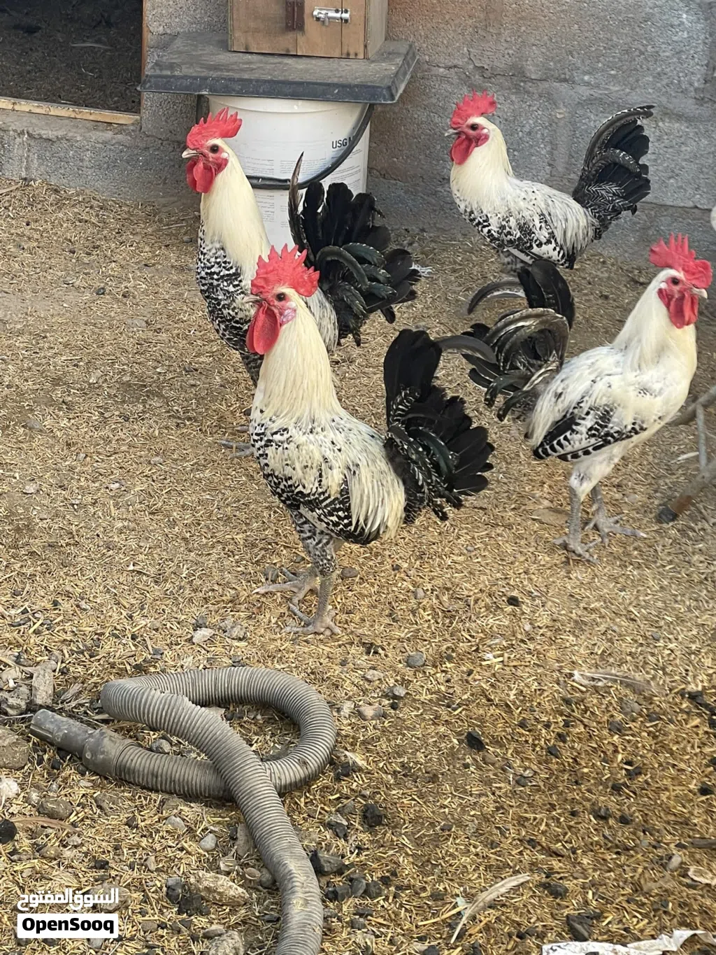 للبيع دجاج ذكور فقط