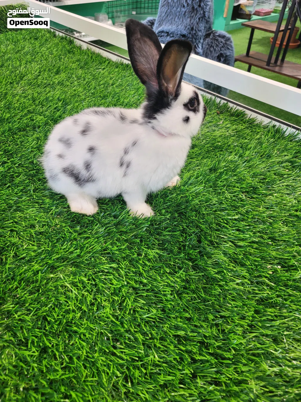 Giant Rex Rabbit