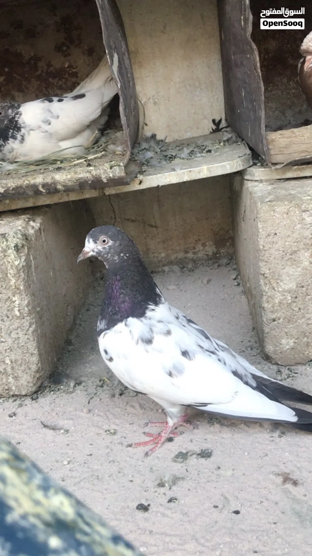 حمام باكستاني تيدي