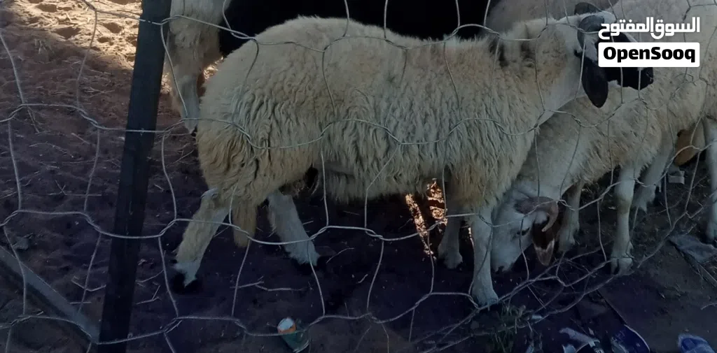 خروف وطني العمر 8 الشهر