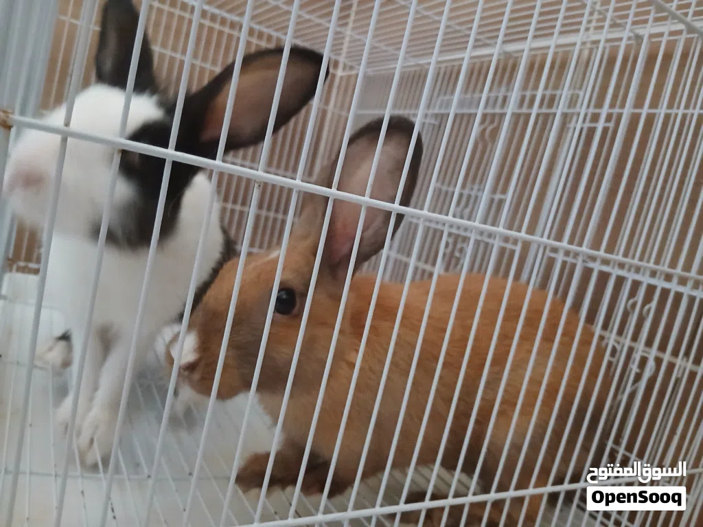 Couple Rabbits