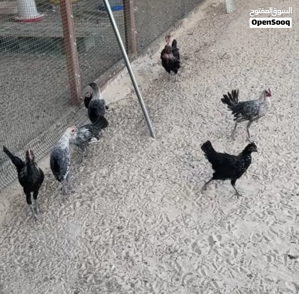 دجاج 4 شهور فيومي