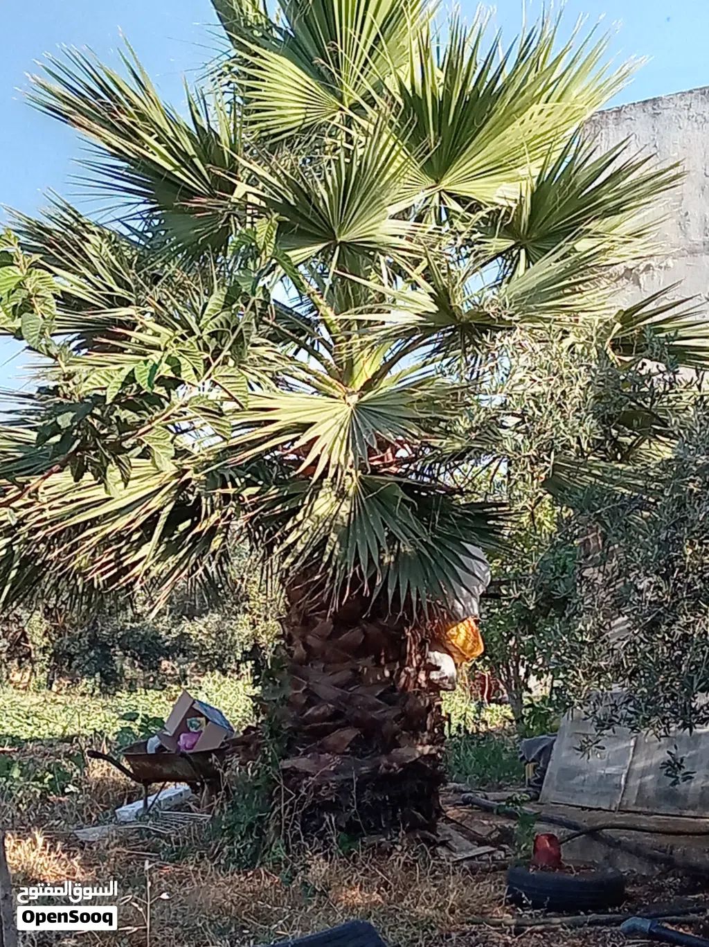 شجرة زينه وشنطونيا ارتفاع 5َ متر