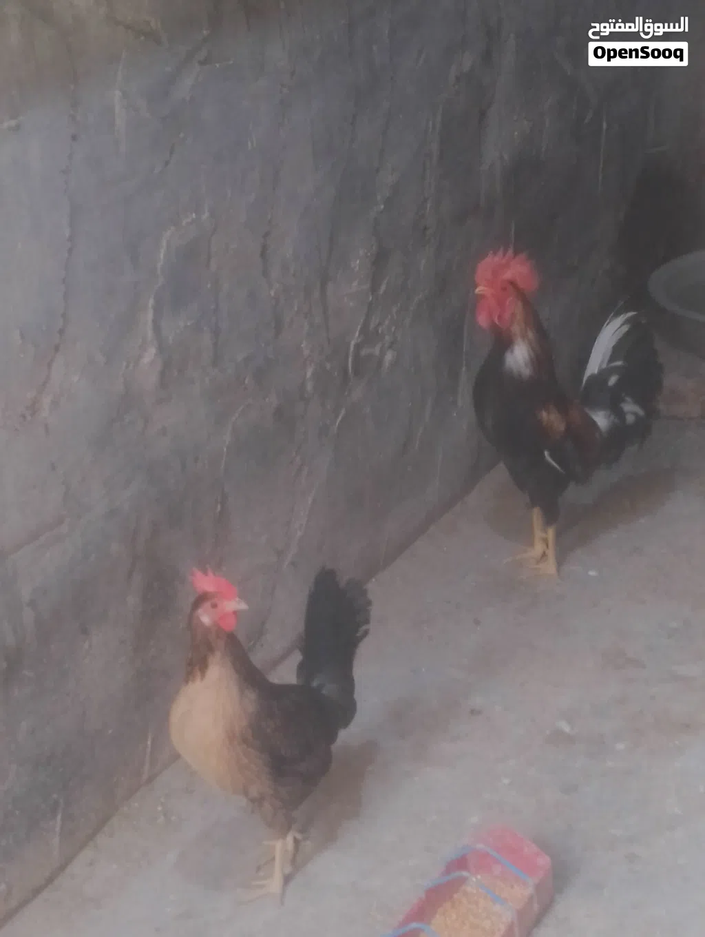 للبيع ديج ودجاجه كويتي