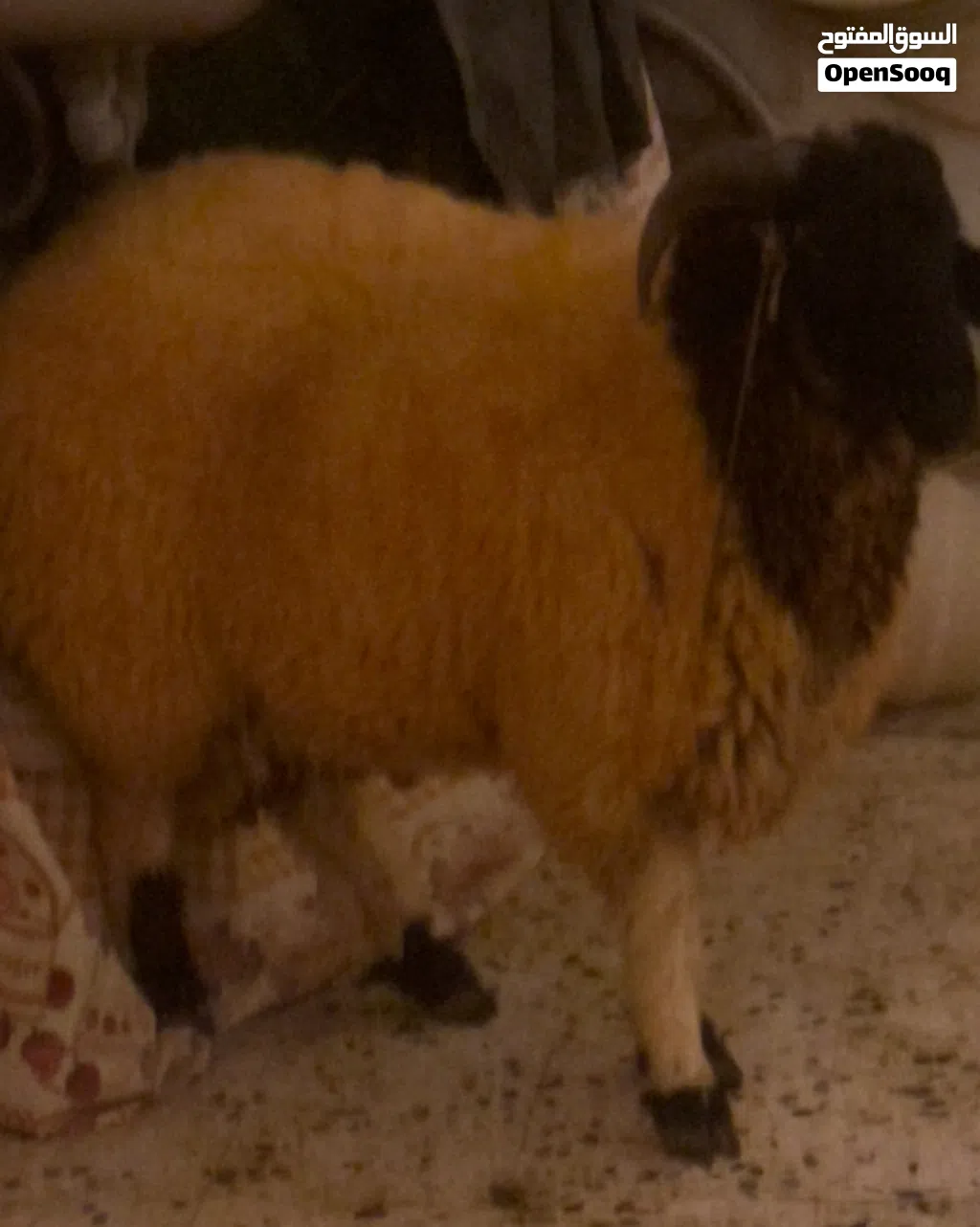 خروف للبيع