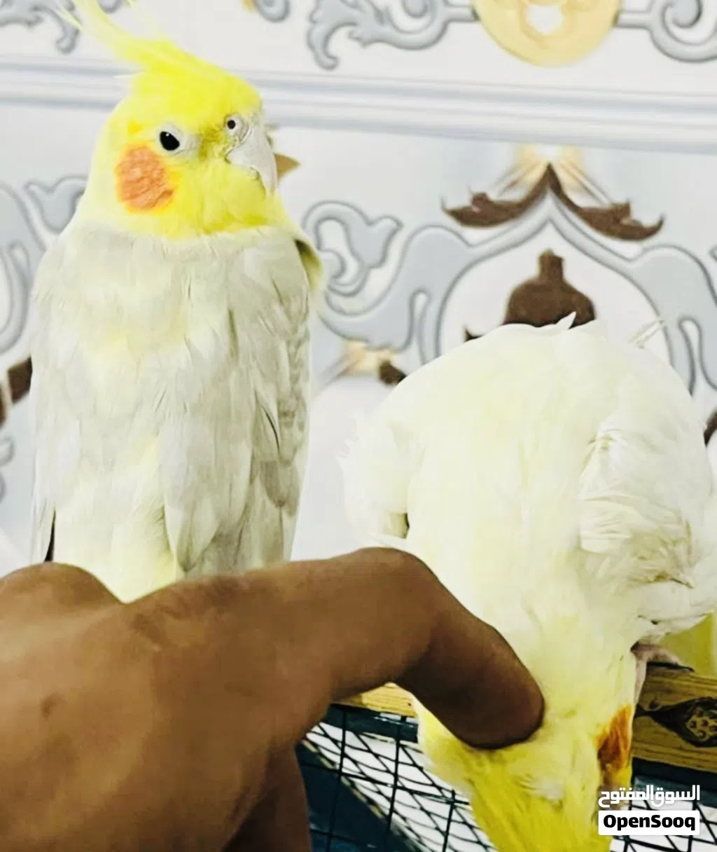 كوكتيل مال بيت شوف لوصف