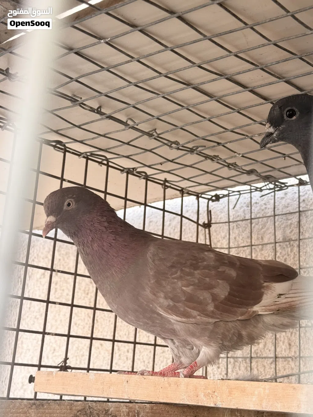 طير لوت مياز