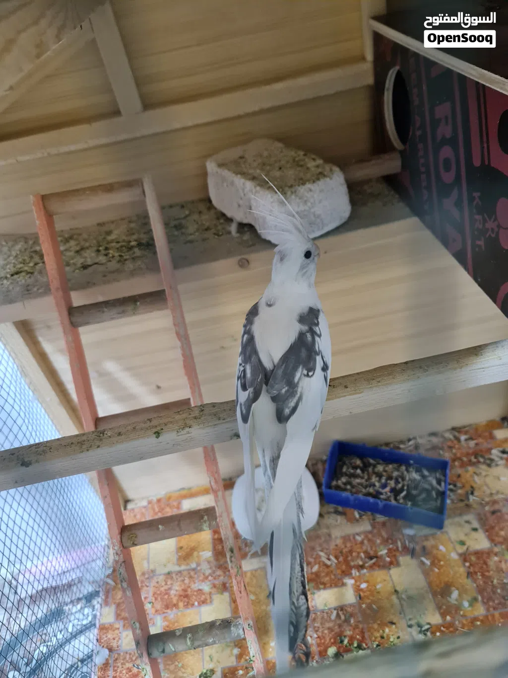 كوكتيل انكليزي طيور كبار مو صغار السلام عليكم متاح زوج كوكتيل وتك واحد يعني 3 طيور مال محميه مال بيت