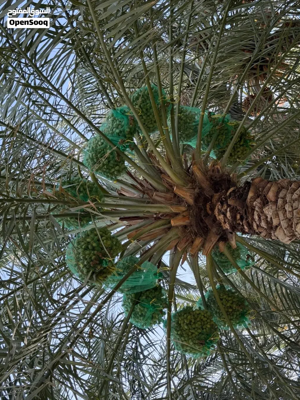 طناء نخيل نوع خلاص