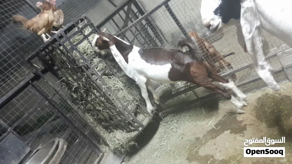 goat for sale