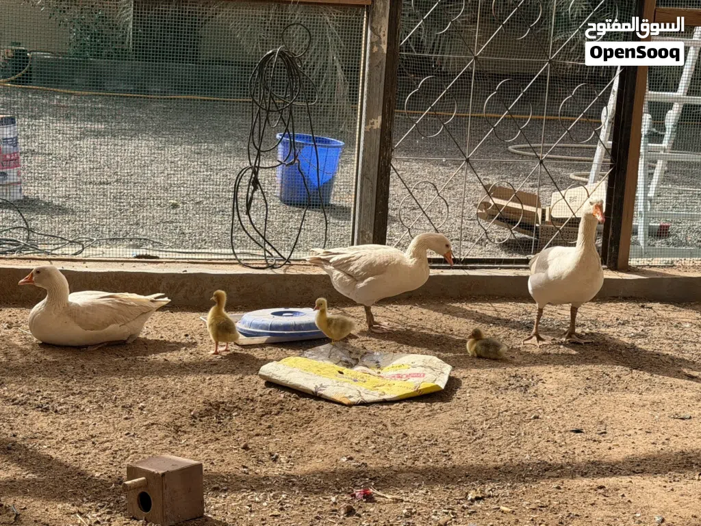 اوز مع ولادهن